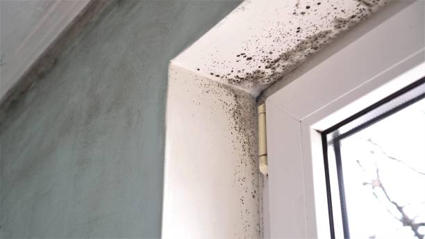Best Crawl Space Mold Removal  in Miles, TX