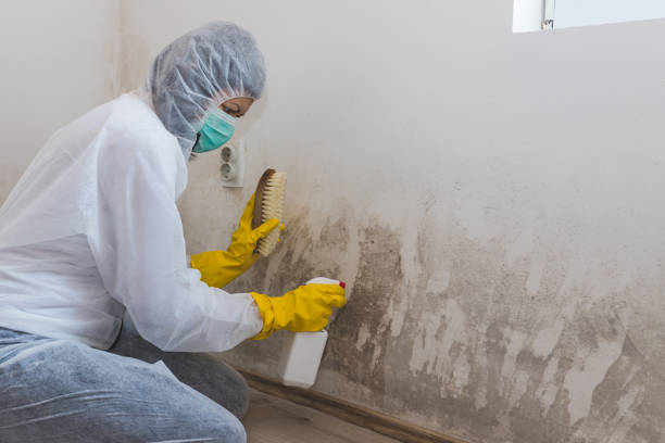Best Mold Testing and Removal  in Miles, TX