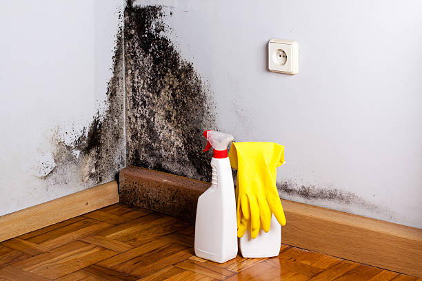 Best Mold Remediation  in Miles, TX